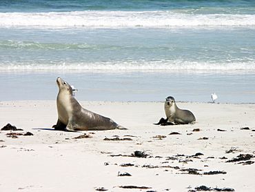 Sea lion and pup in Seal Bay - Kangaroo Island.jpg