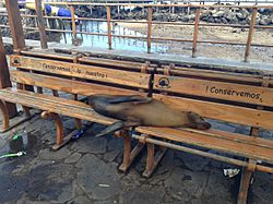 Sea lion sleeping on bench in Puerto Baquerizo Moreno 2013