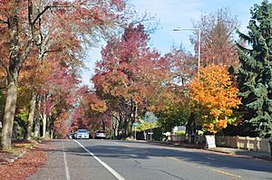 NE 35th Street in Meadowbrook is one of the few Seattle streets dominated by deciduous trees that change color in the autumn.