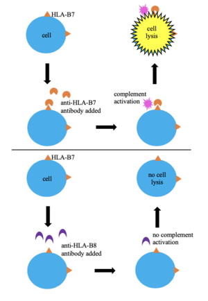 Serological Typing Diagram