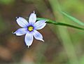 Sisyrinchium angustifolium blue-eyed grass close