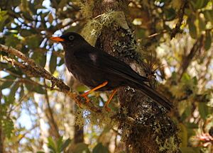 Sooty Thrush - Robin in Costa Rica