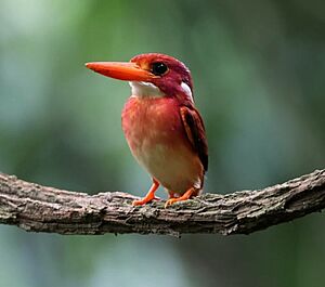 South Philippine Dwarf Kingfisher.jpg