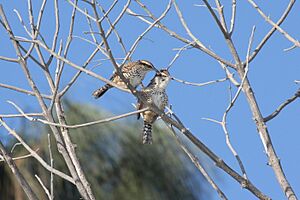 Spotted Wren.jpg