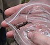 Spotted dusky salamander (13949618472)