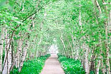 Stan Hywet Gardens (19040518301)