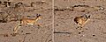 Steenbok (Raphicerus campestris) running composite