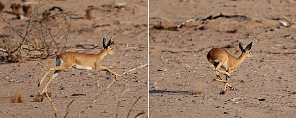 Steenbok (Raphicerus campestris) running composite