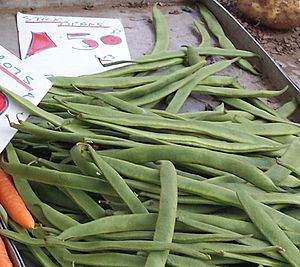 Runner bean Facts for Kids
