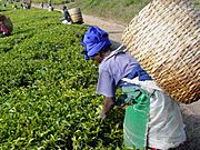 Tea plantation picking