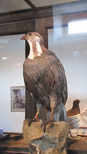Tetraogallus caspius (stuffed) in Tbilisi 01.JPG