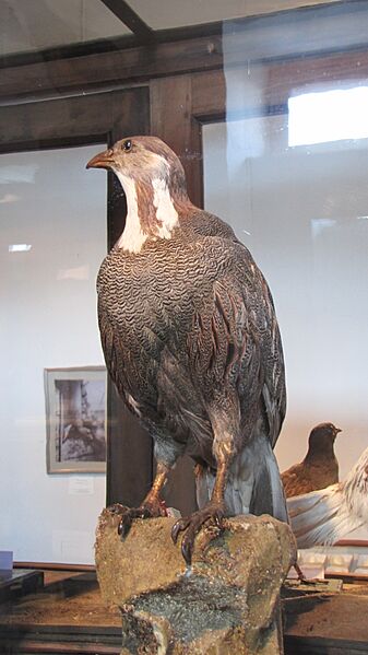 Tetraogallus caspius (stuffed) in Tbilisi 01