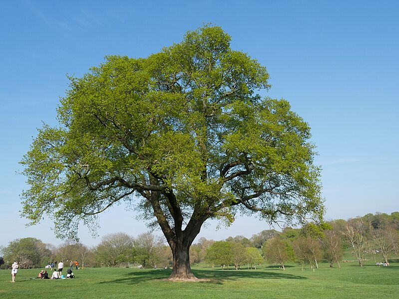 Tree in Beckenham Place Park