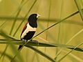 Tricoloured Munia AMSM1246