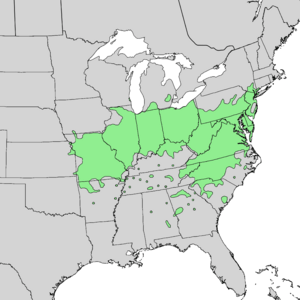 Viburnum prunifolium range map 2.png
