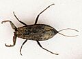Water Scorpion - Nepa cinerea - Queens Wood - Hunsdon - UK - Flickr - Bennyboymothman