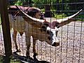 Watusi cattle at zoo