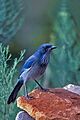 Western Scrub Jay, Santa Fe