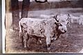 Wild cattle of Chillingham