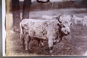Wild cattle of Chillingham