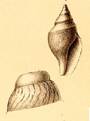 Xanthodaphne xanthias 001.jpg