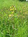 Yellow-rattle 700