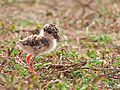 Yellow-wattled lapwing (Vanellus malabaricus) chick