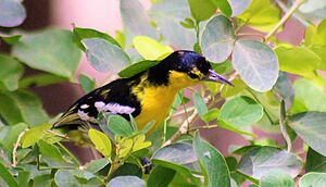 Yellow Bird India