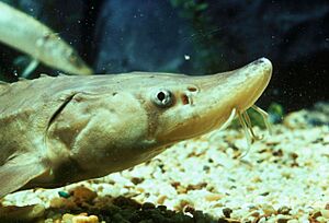 Young lake sturgeon