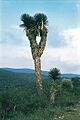 Yucca potosina fh 0388 MEX B