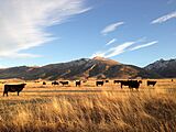 2014-11-11 16 07 17 Cattle near the north end of Lamoille Canyon Road near Lamoille, Nevada