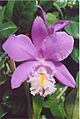 A and B Larsen orchids - Cattleya Miva Breeze Alize 930-23