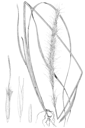 Achnatherum robustum (as Stipa vaseyi) LS-1899.png