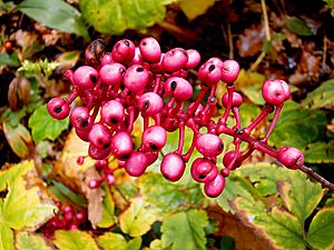 Actaea pachypoda fo rubrocarpa 02 ies