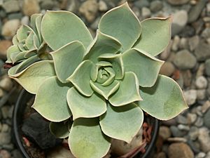 Aeonium lancerottense PICT2224.jpg