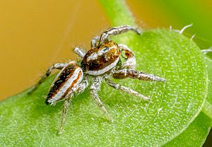 Afraflacilla-sp-nov-whyte-A-Field-Guide-to-Spiders-of-Australia.jpg