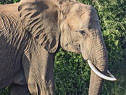 African Elephant by thesaint.jpg