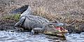 American Alligator (Alligator mississippiensis) Chambers Co. Texas. photo W. L. Farr