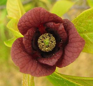 Asimina triloba - pawpaw - desc-flower.jpg