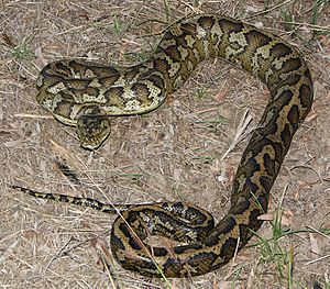 Australian carpet python 03 new.jpg