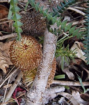 Banksia dryandroides1.jpg