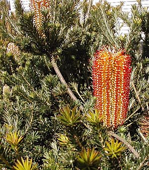 Banksia ericifolia cult email.jpg