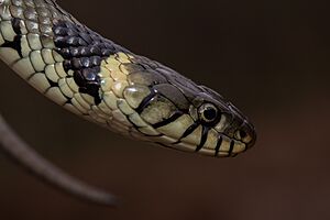 Barred grass snake (Natrix helvetica).jpg