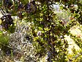 Beaufortia cyrtodonta (fruits)