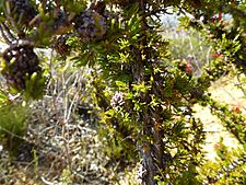 Beaufortia cyrtodonta (fruits)