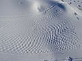 Beaver tail print on snow