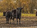 Beefalo (21884654683)