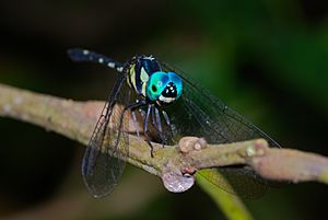 Blue-eyed Dragonfly (Tetrathemis irregularis) (8076653781).jpg