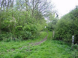 Brampton Wood - Birch Quarter - geograph.org.uk - 444758