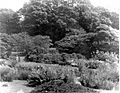 Bryngarw Country Park, Japanese Garden 1940s 2